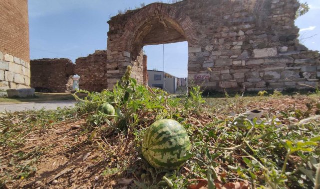 2 bin yıllık surların içinden çıktı, kimse koparmaya kıyamadı
