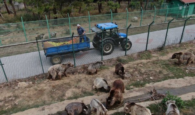 73 ayı, kış için enerji depoluyor