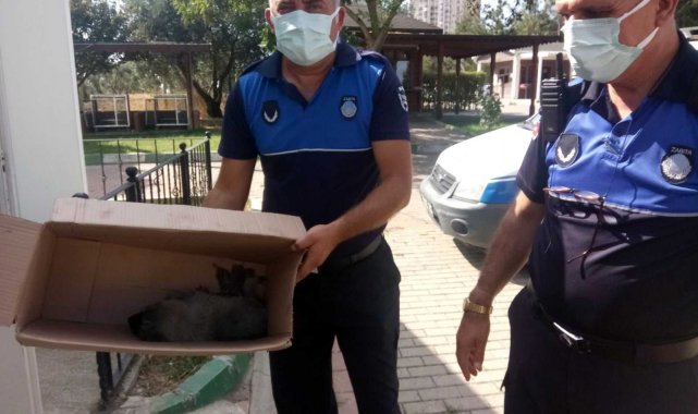 Araba çarpan köpek tedavi altına alındı