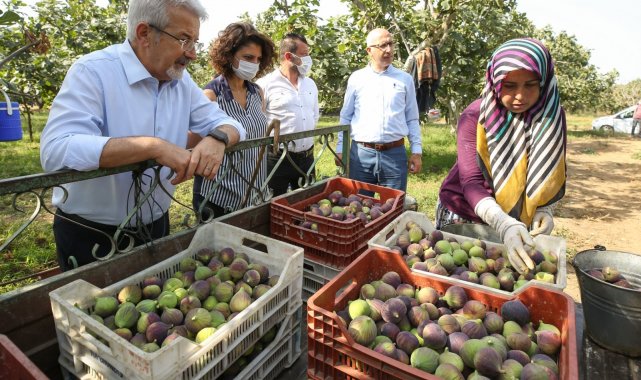 Başkan Erdem'den çağrı: İnciri üreticiden alın