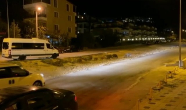 Bursa'da aç kalan domuzlar şehre indi