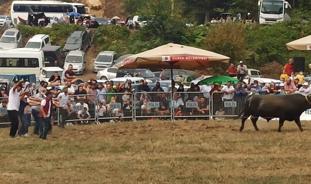 Bursa'da boğa güreşleri İspanya arenalarını aratmadı