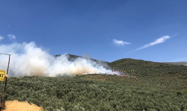 Bursa'da hastane yakınında bulunan ormanlık alanda yangın çıktı