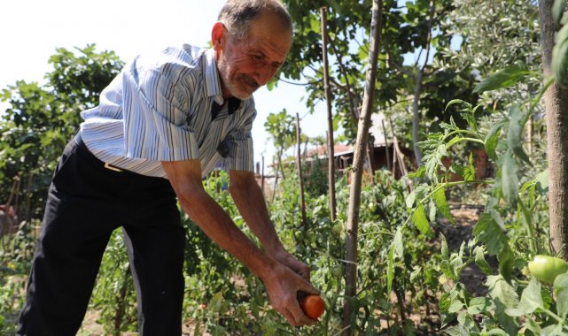 Gemlik'te organik tarım meyvelerini verdi