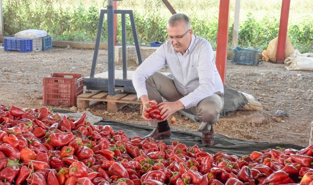 Karacabey'de kırmızı biber bereketi