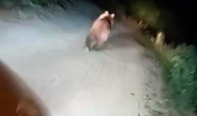 Mahalle meydanına inen ayıyı ormana böyle kovaladılar