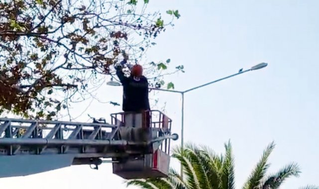 Ayağına misina dolanan güvercin asılı kaldığı ağaçtan kurtarıldı - Bursa Haberleri
