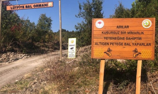 Bal ormanları yaygınlaşıyor - Bursa Haberleri