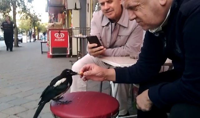 Bu saksağan kendine döner ısmarlatıyor - Bursa Haberleri