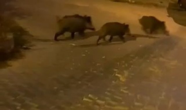 Bursa'da aç kalan domuz sürüsü şehre indi