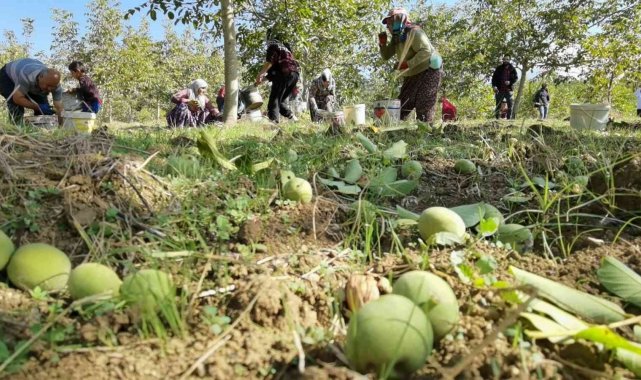 Bursa'da ceviz hasadı çiftçiyi sevindirdi - Bursa Haberleri