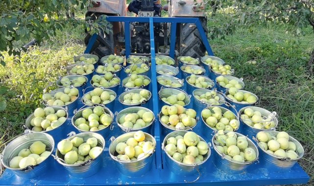 Bursa'da hasat edilen armutların 3 tanesi 1,5 kilo - Bursa Haberleri