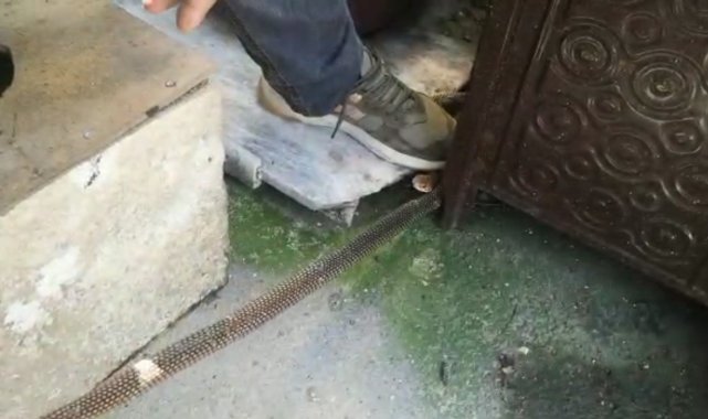 Kış uykusuna yatmayan yılan eve girdi, herkes evi boşalttı - Bursa Haberleri