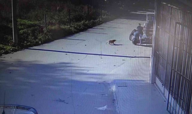 Motosikletle köpekten kaçarken yol kenarındakilere böyle çarptı