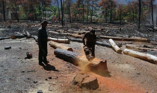 Tomru stoku azalıyor, palet üreticileri ihracatçılarla karşı karşıya gelmek istemiyor