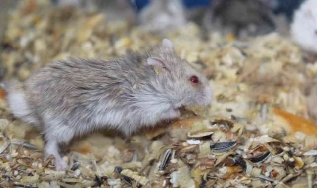 Üniversiteliler hamster ile yalnızlıklarını paylaşıyor - Bursa Haberleri