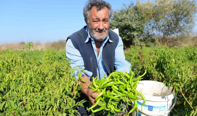 Ürünlü kıl sivri biberi coğrafi işareti hak ediyor