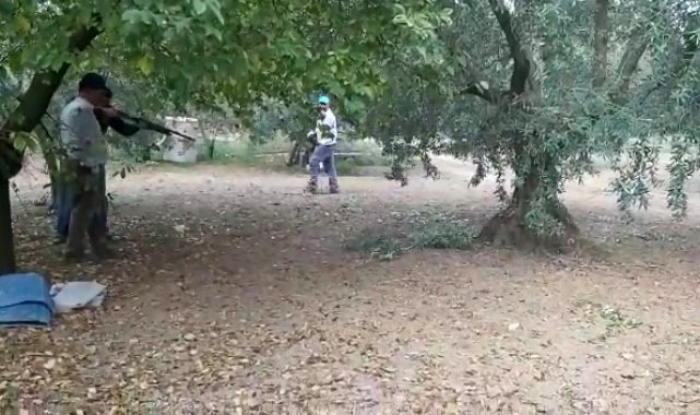 Zeytin toplarken yılan saldırdı
