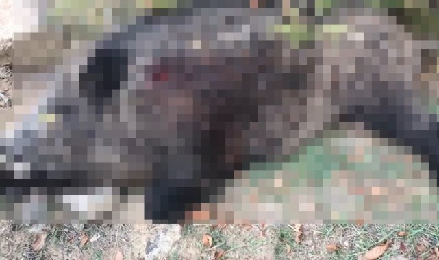 400 kiloluk domuzu vurunca 'bu kesin haber olur' dediler