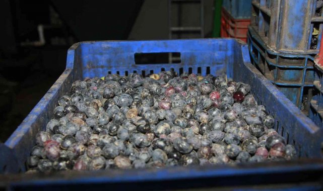 Bursa'da zeytinyağı için yağhanelerde mesai başladı