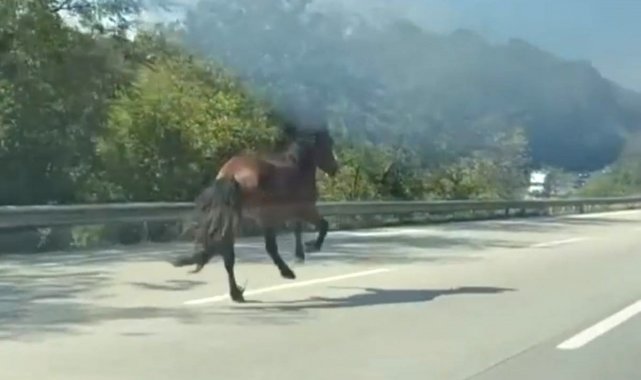 Karayolunda dört nala kaçış, trafiği alt üst etti