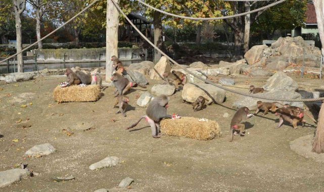Maymunlara pastalı yaş günü kutlaması