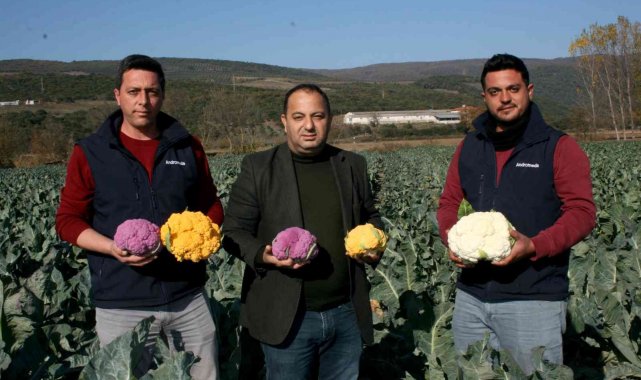 Renkli karnabaharlar hem göze, hem mideye hitap ediyor