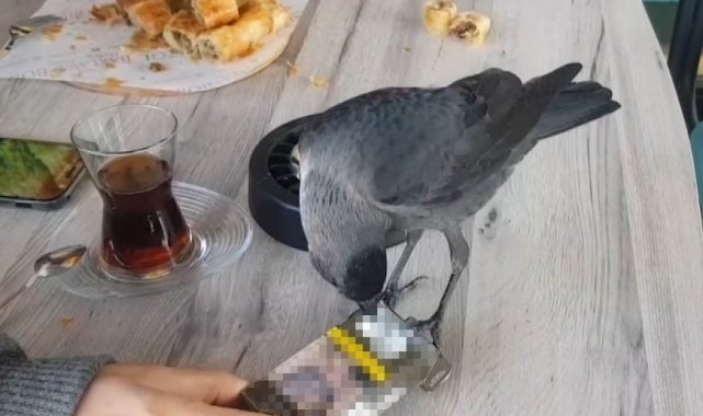 Sigara tiryakisi karga müşterilerin sigaralarını böyle çalıyor
