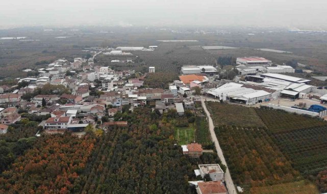 Türkiye'nin meyve ambarı...Futbol topu gibi armutlar şaşırtıyor