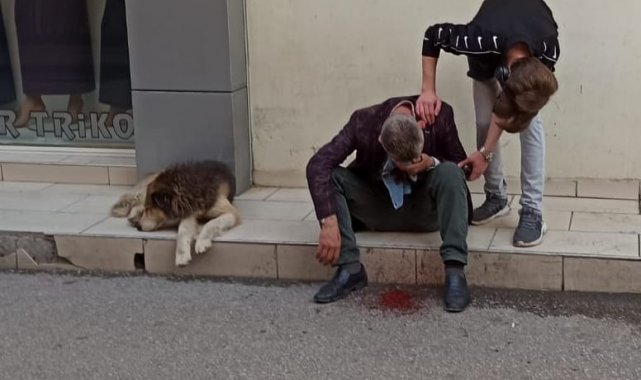 Vefakâr köpek, kanlar içinde kalan sahibinin başından ayrılmadı