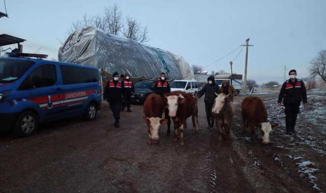 Çaldıkları büyükbaş hayvanları satarken kıskıvrak yakalandılar