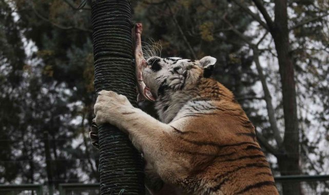 Zoopark'ta yırtıcı hayvanların beslenmeleri nefes kesti - Bursa Haberleri