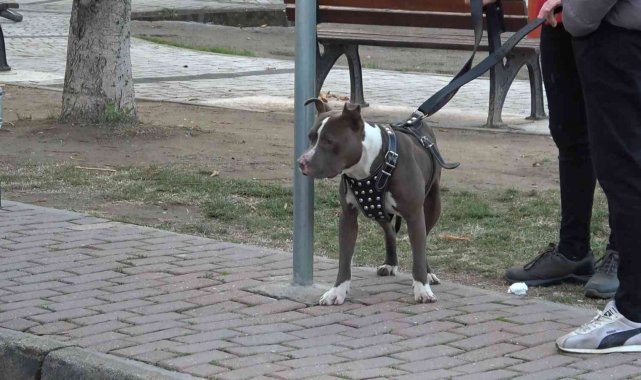 Çocuk parkına terkedilen Pitbull'u kemeriyle yakaladı