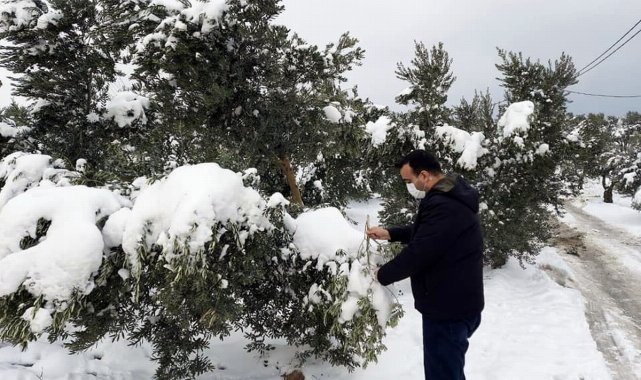Kardan dolayı zeytinlerin dalları kırıldı