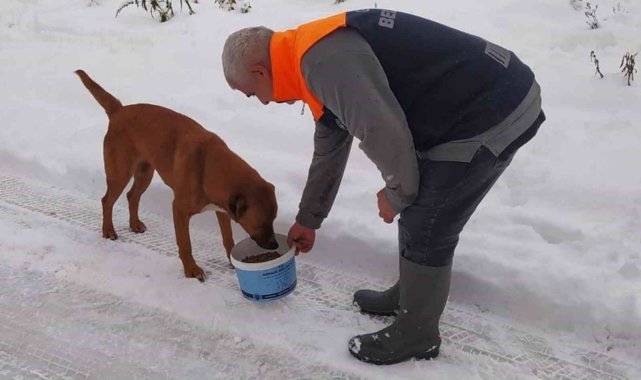 Sokaktaki canlar sahipsiz kalmadı