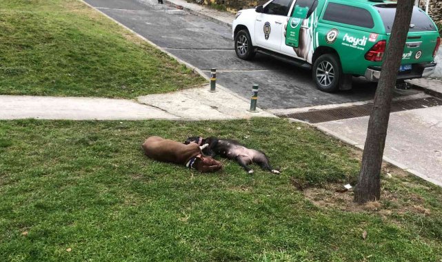 Çocuk parkında dehşet...Kendilerine saldıran Pitbull köpekleri tabancayla öldürdüler