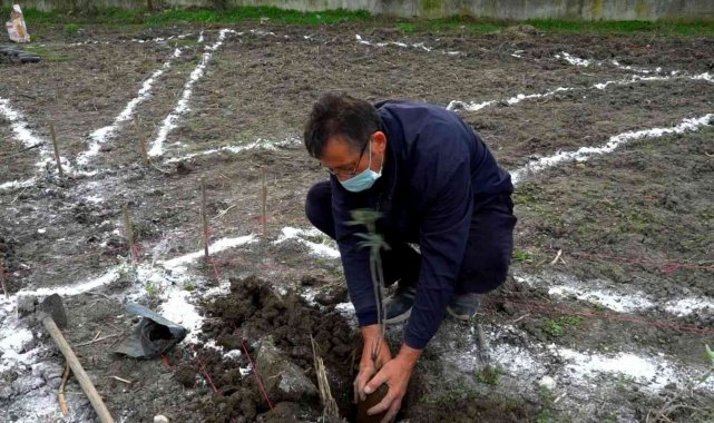 Mustafakemalpaşa aromatik bitkiler bölgesi oluyor