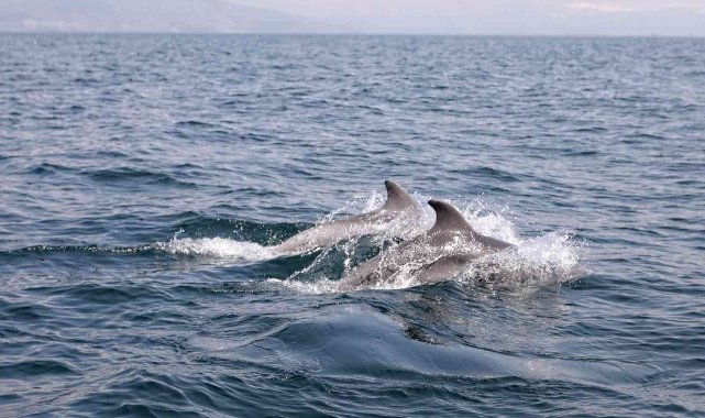 Dans eden yunuslar Mudanya'da görüntülendi