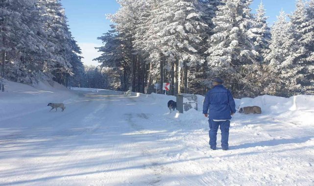 Uludağ'da aç kalan köpeklere jandarma şefkati