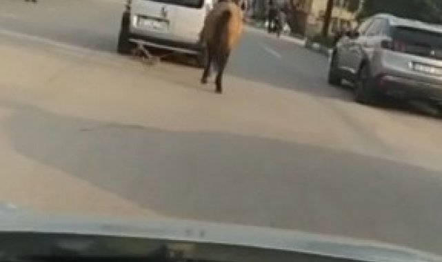 Bursa'da atını aracına bağlayıp çekti; o anlar kameraya yansıdı