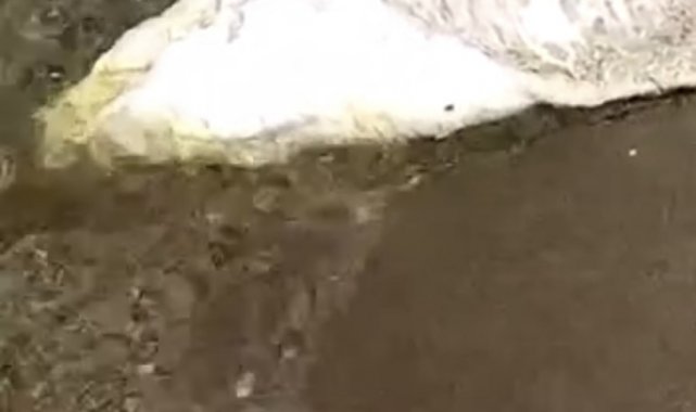 Bursa'da ölü yunus balığı karaya vurdu