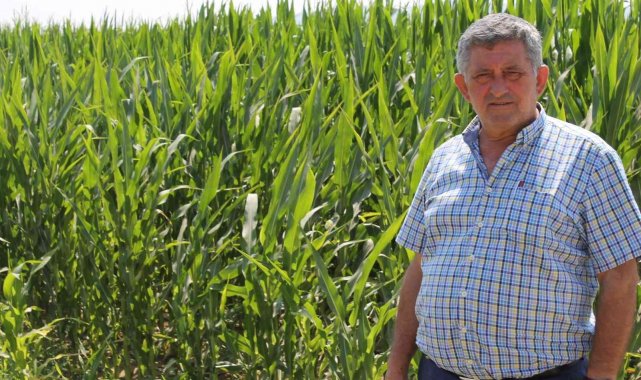 Dünyanın mısırı Yenişehir'de üretiliyor