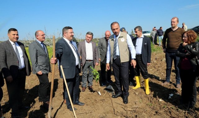 Mudanya'da ilek incir dikimi yapıldı