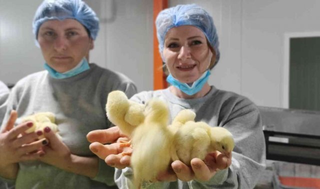 Türk civcivi Gürcistan'dan dünyaya yayılıyor