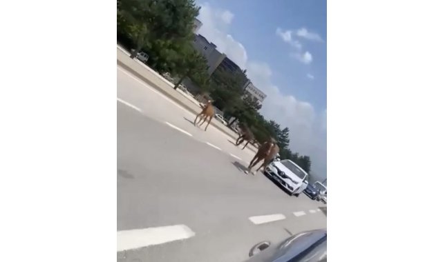 Bursa'da başıboş atlar trafiği felç etti