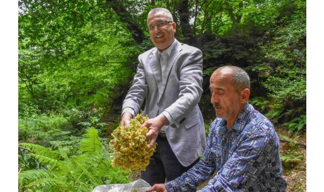 Bursa'nın dünyaca ünlü ıhlamur ormanlarında hasat başladı