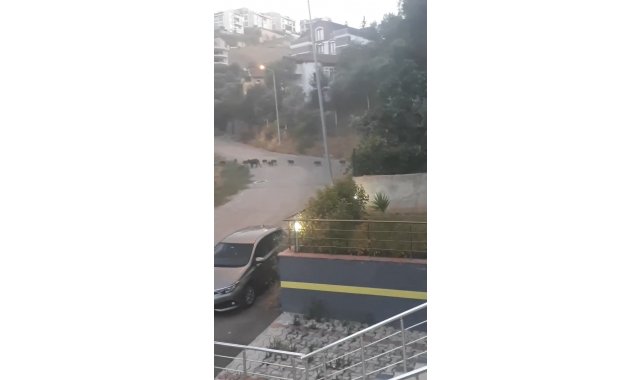 Bursa'da aç kalan domuz sürüsü şehir merkezine indi