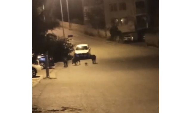 Bursa'da aç kalan domuzlar şehir merkezine indi
