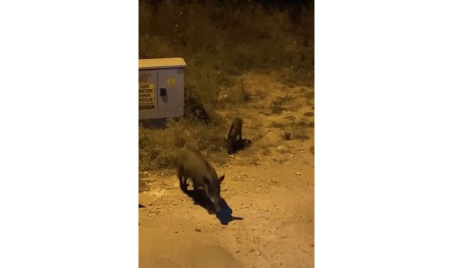 Bursa'da aç kalan domuzlar şehir merkezine indi