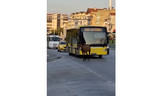 Bursa'da başıboş at trafiği aksattı